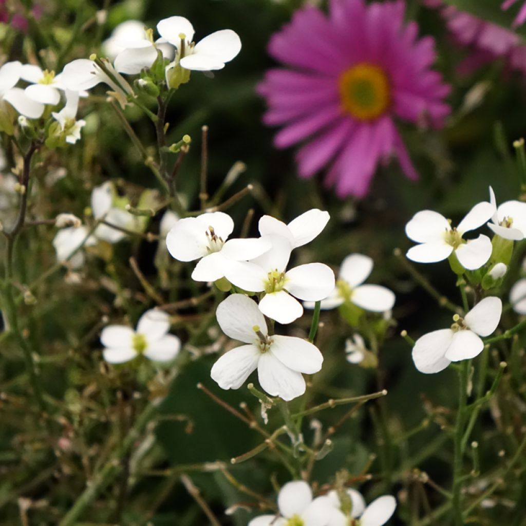 Arabis caucasica Alabaster Inaraalaba - Randjesbloem