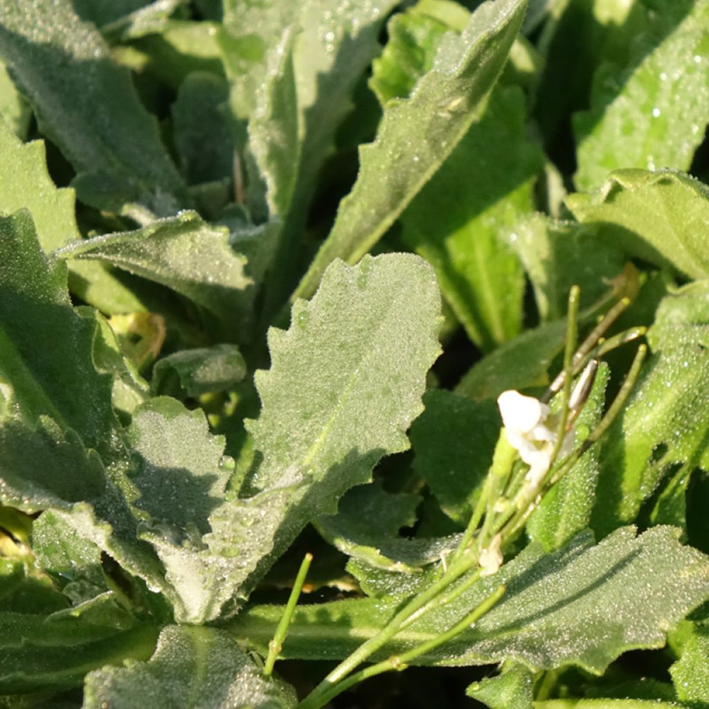 Arabis Snowcap - Randjesbloem