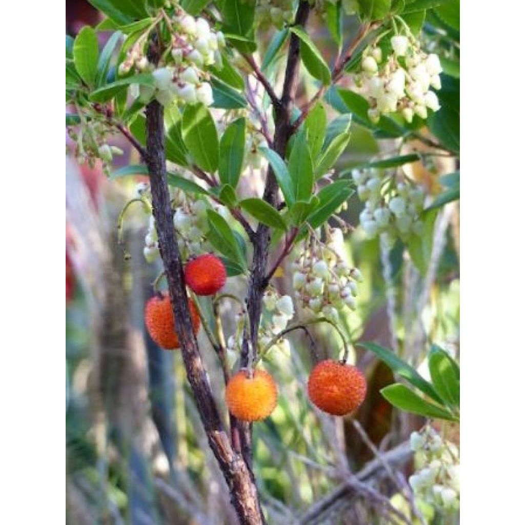 Arbutus unedo Compacta - Aardbeiboom