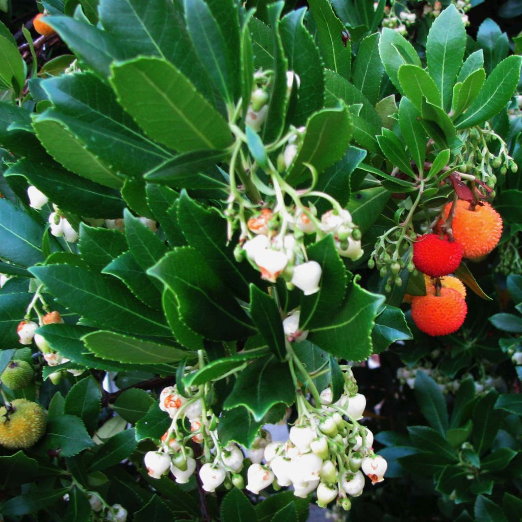 Arbutus unedo - Aardbeiboom