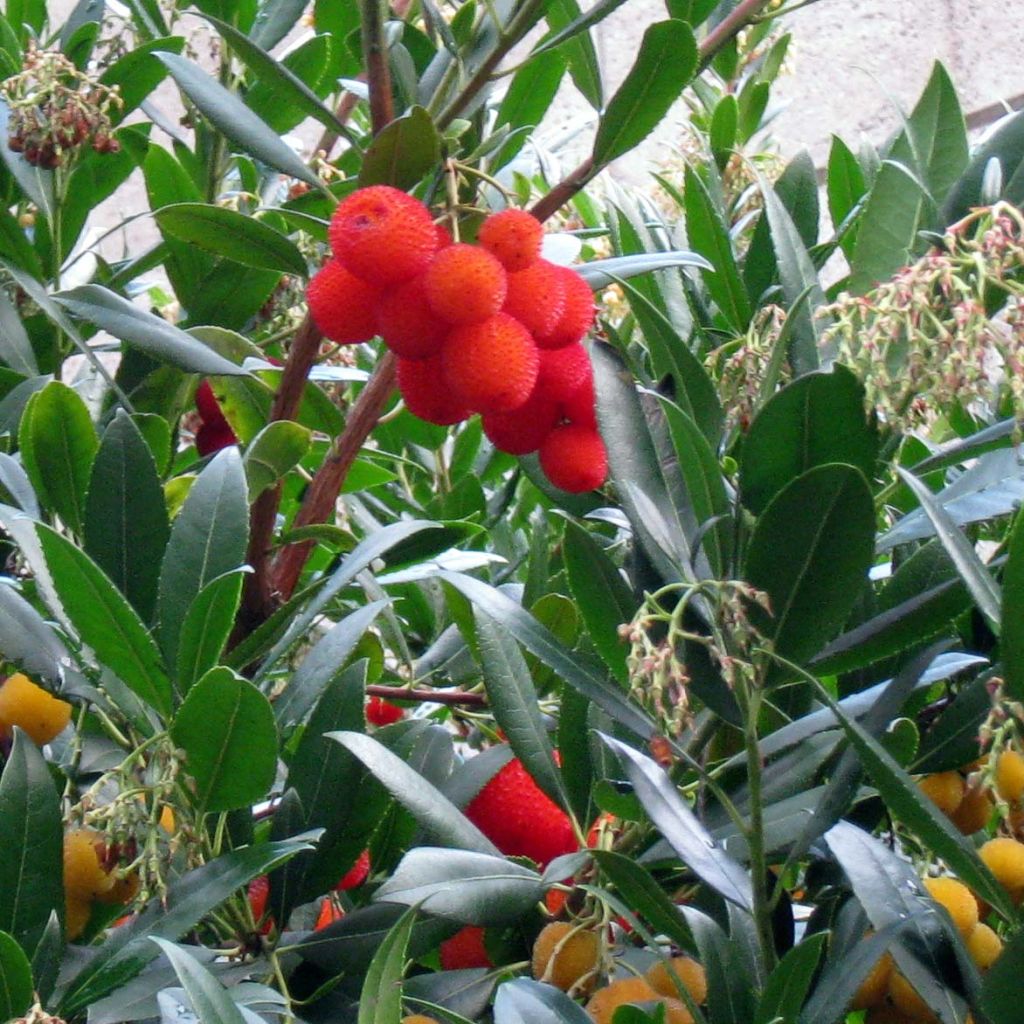 Arbutus unedo - Aardbeiboom
