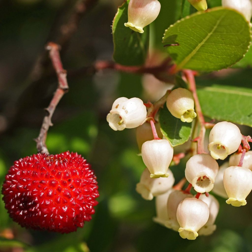 Arbutus unedo - Aardbeiboom