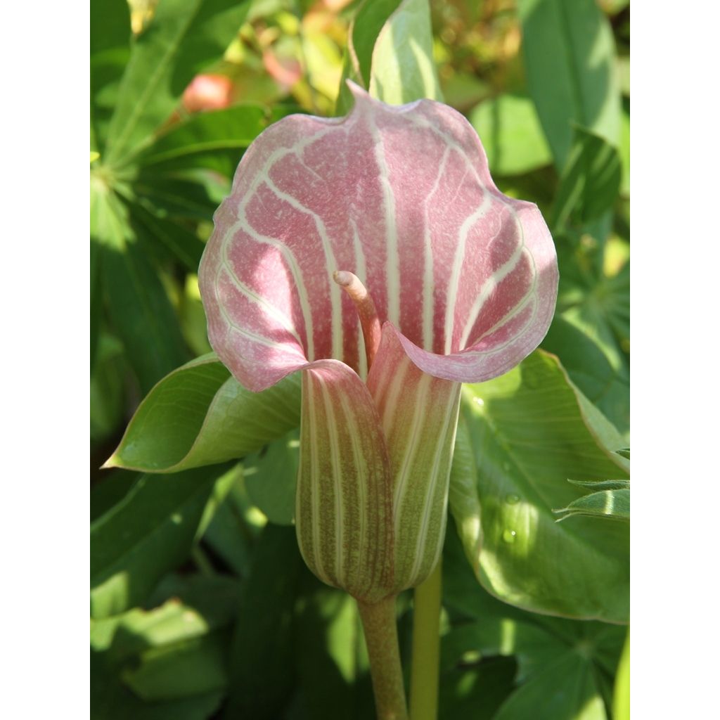 Arisaema candidissimum - Jan-op-de-preekstoel
