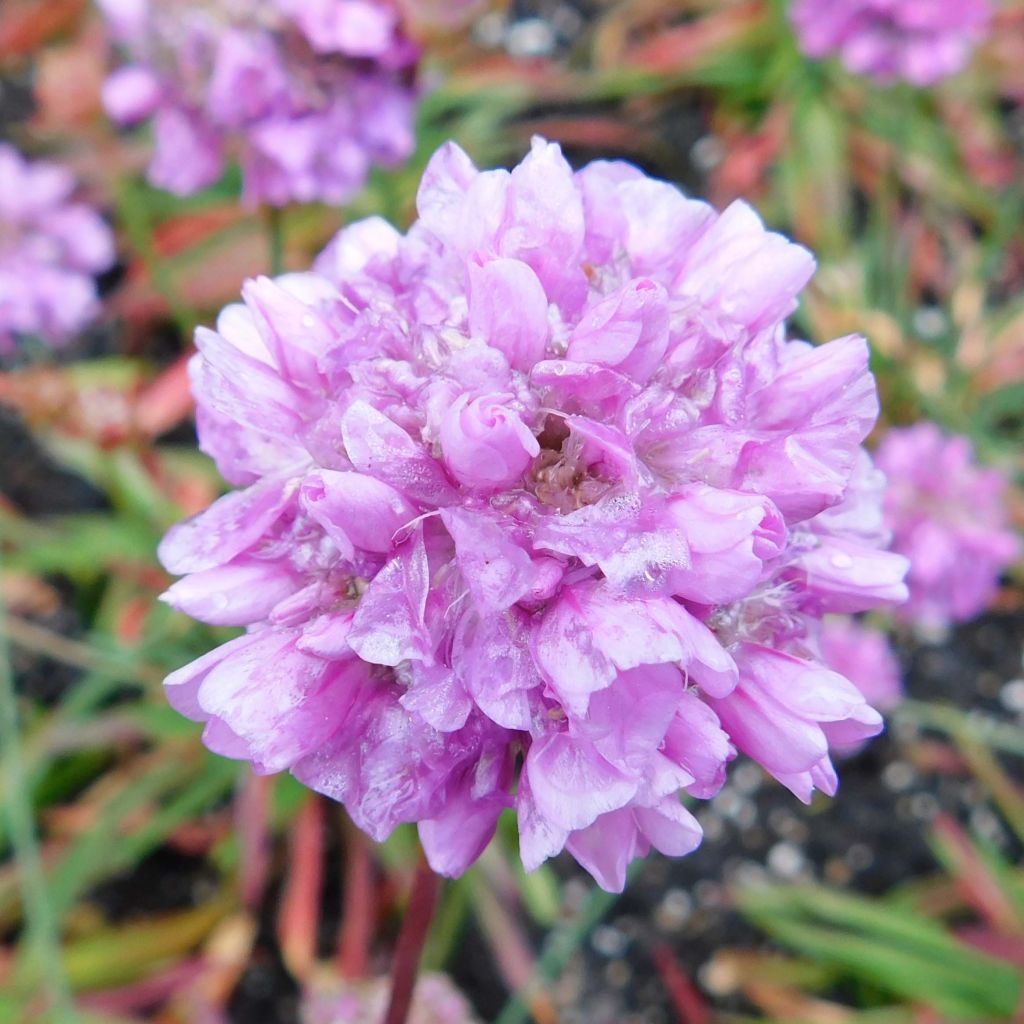 Armeria pseudarmeria Ballerina Lilac - Engels gras