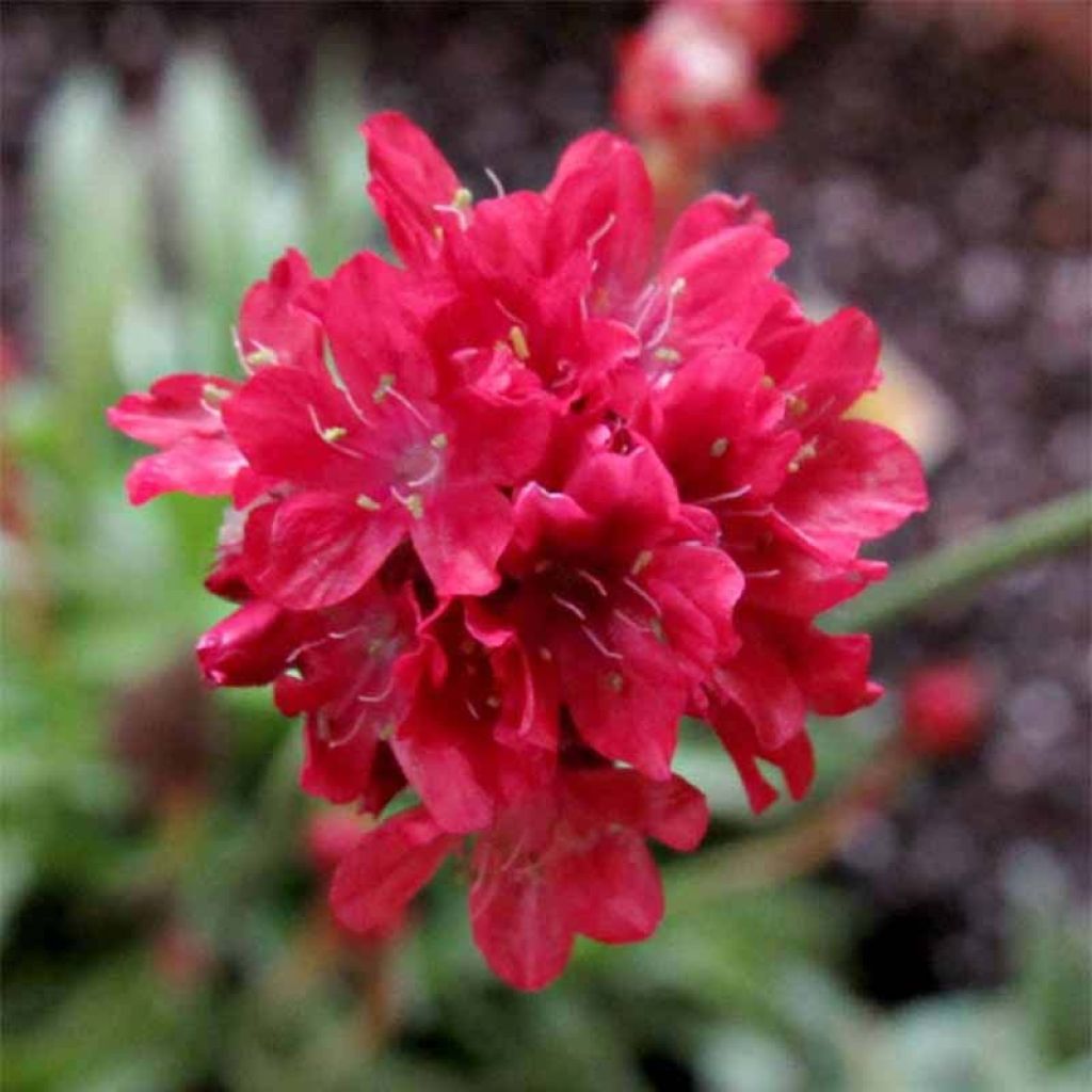 Armeria pseudarmeria Ballerina Red - Engels gras