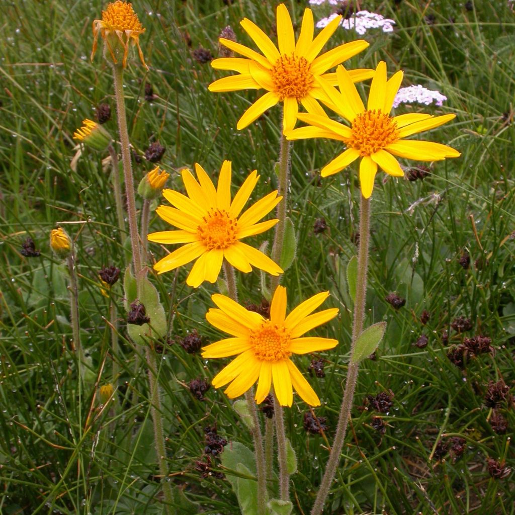 Valkruid BIO - Arnica montana