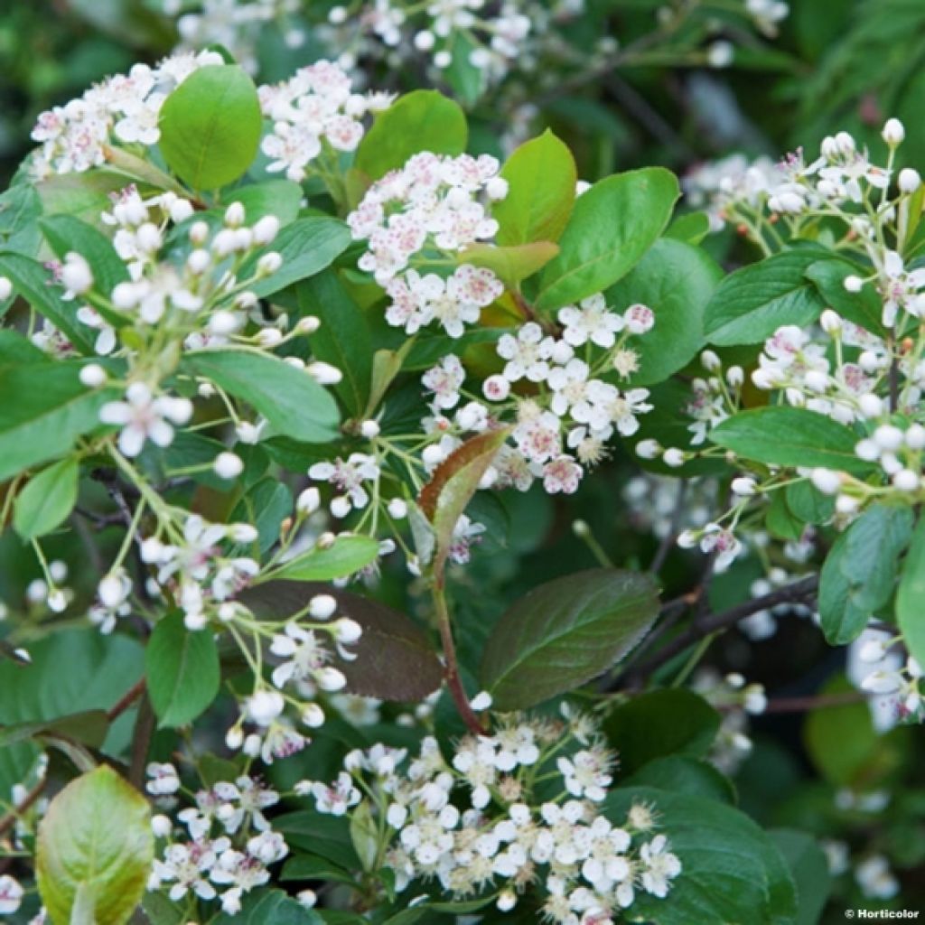 Aronia arbutifolia Brilliant - Appelbes