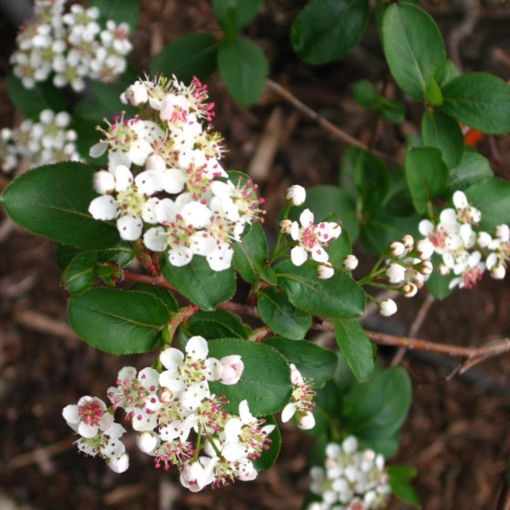 Aronia prunifolia Viking - Appelbes