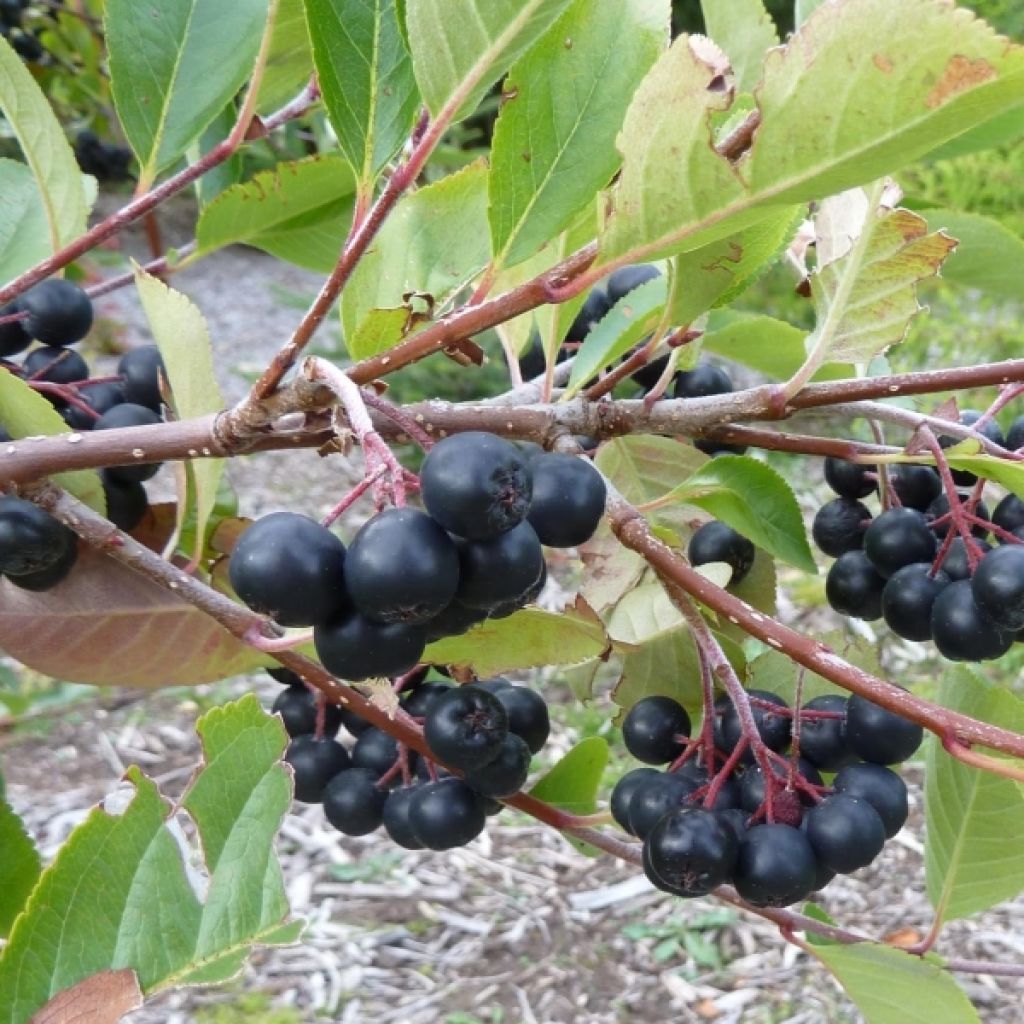 Aronia prunifolia Viking - Appelbes