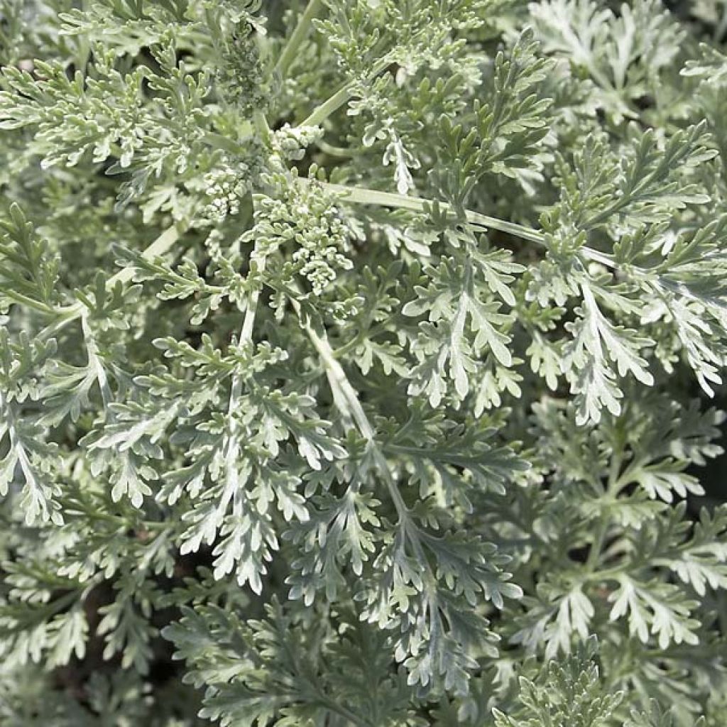 Artemisia arborescens Powis Castle - Alsem