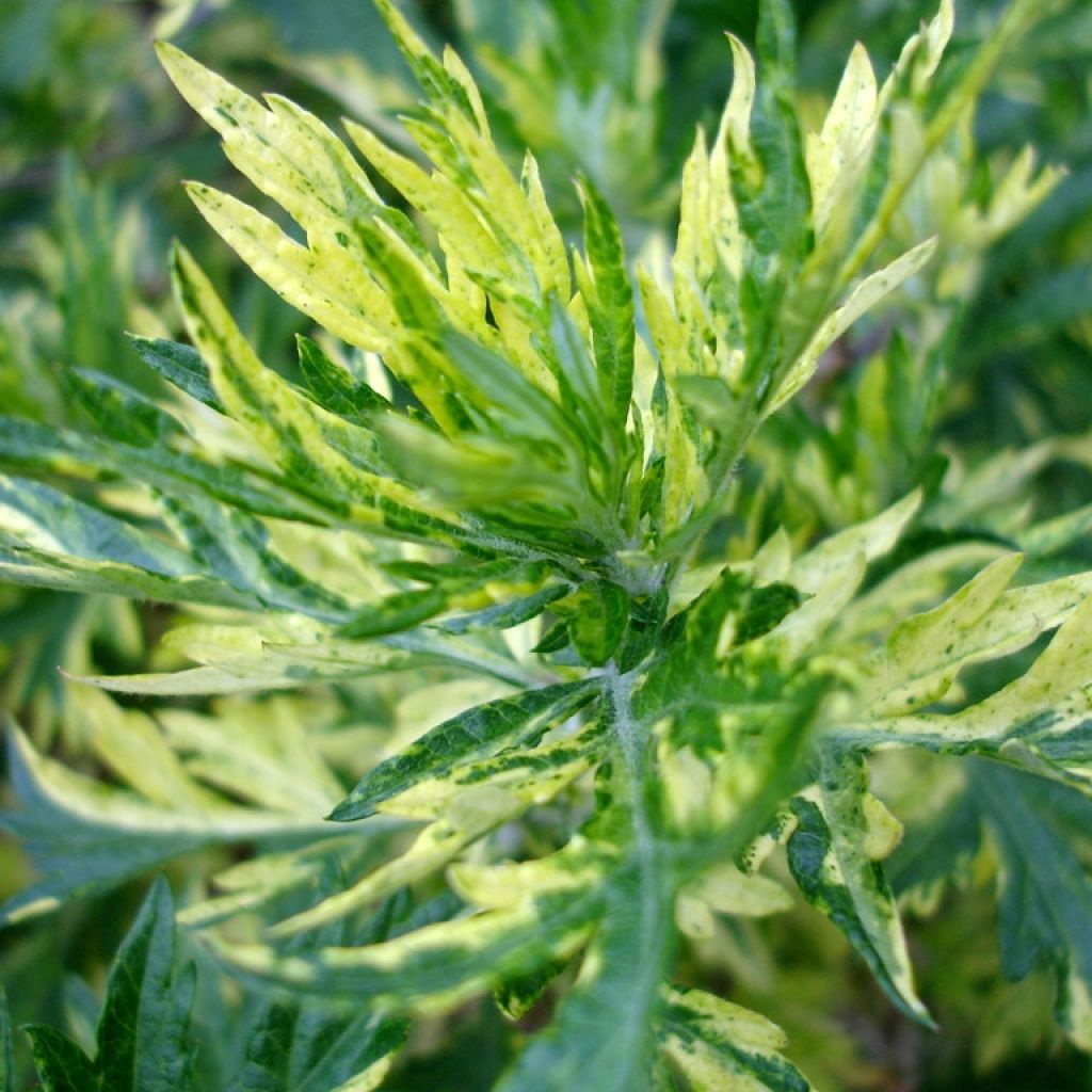 Artemisia vulgaris Oriental Limelight - Bijvoet