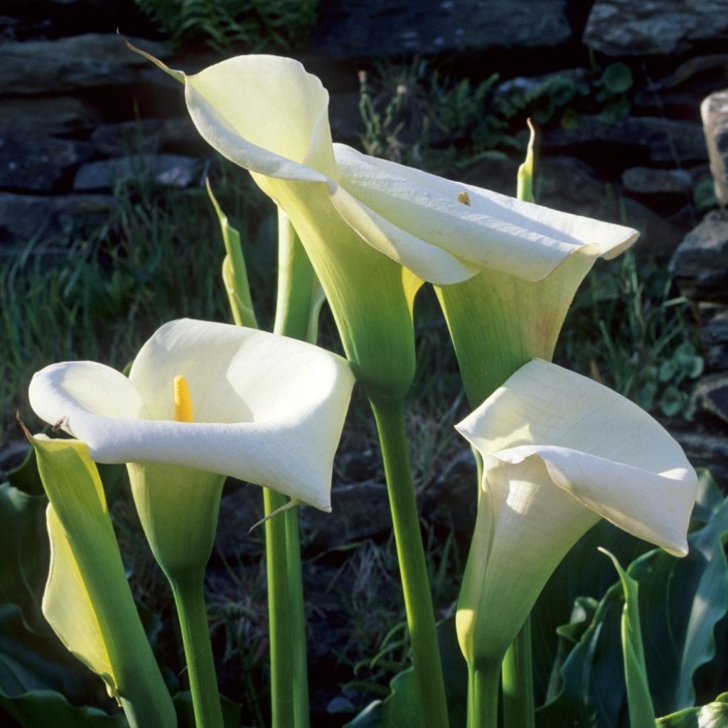 Zantedeschia aethiopica - Witte aronskelk