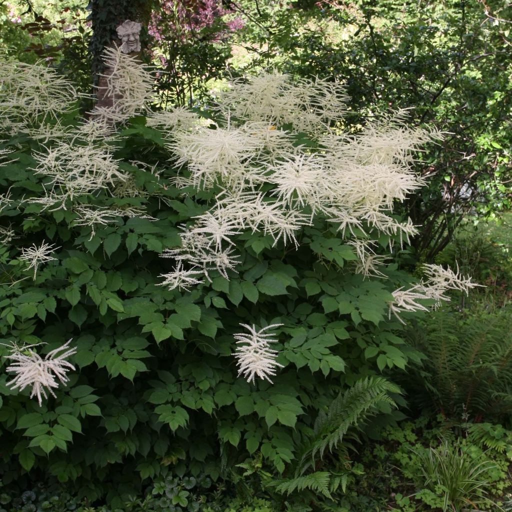 Aruncus dioïcus sylvestris - Geitenbaard