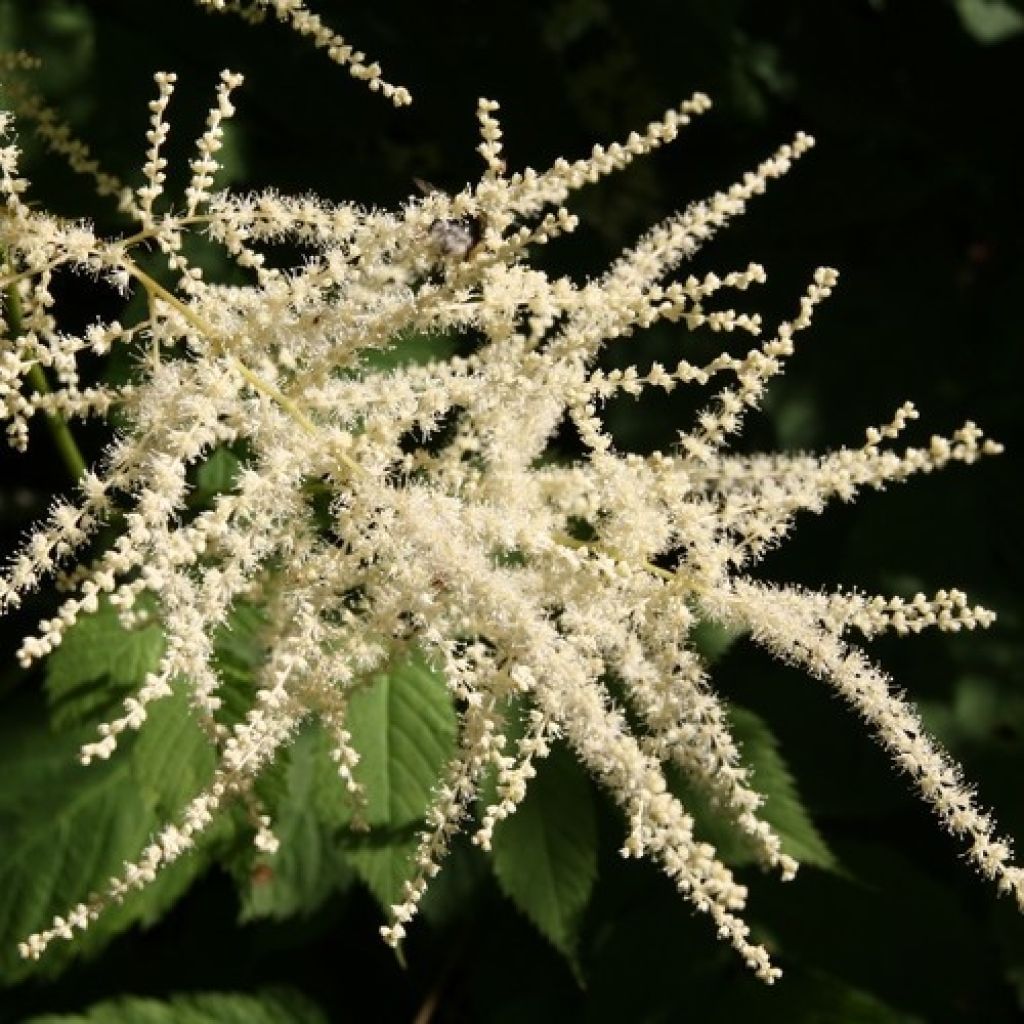 Aruncus dioïcus sylvestris - Geitenbaard