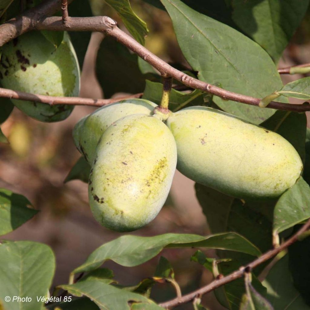 Pawpaw Sunflower - Asimina triloba