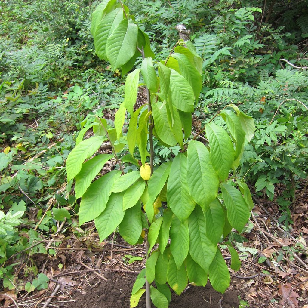 Pawpaw Prolific - Asimina triloba