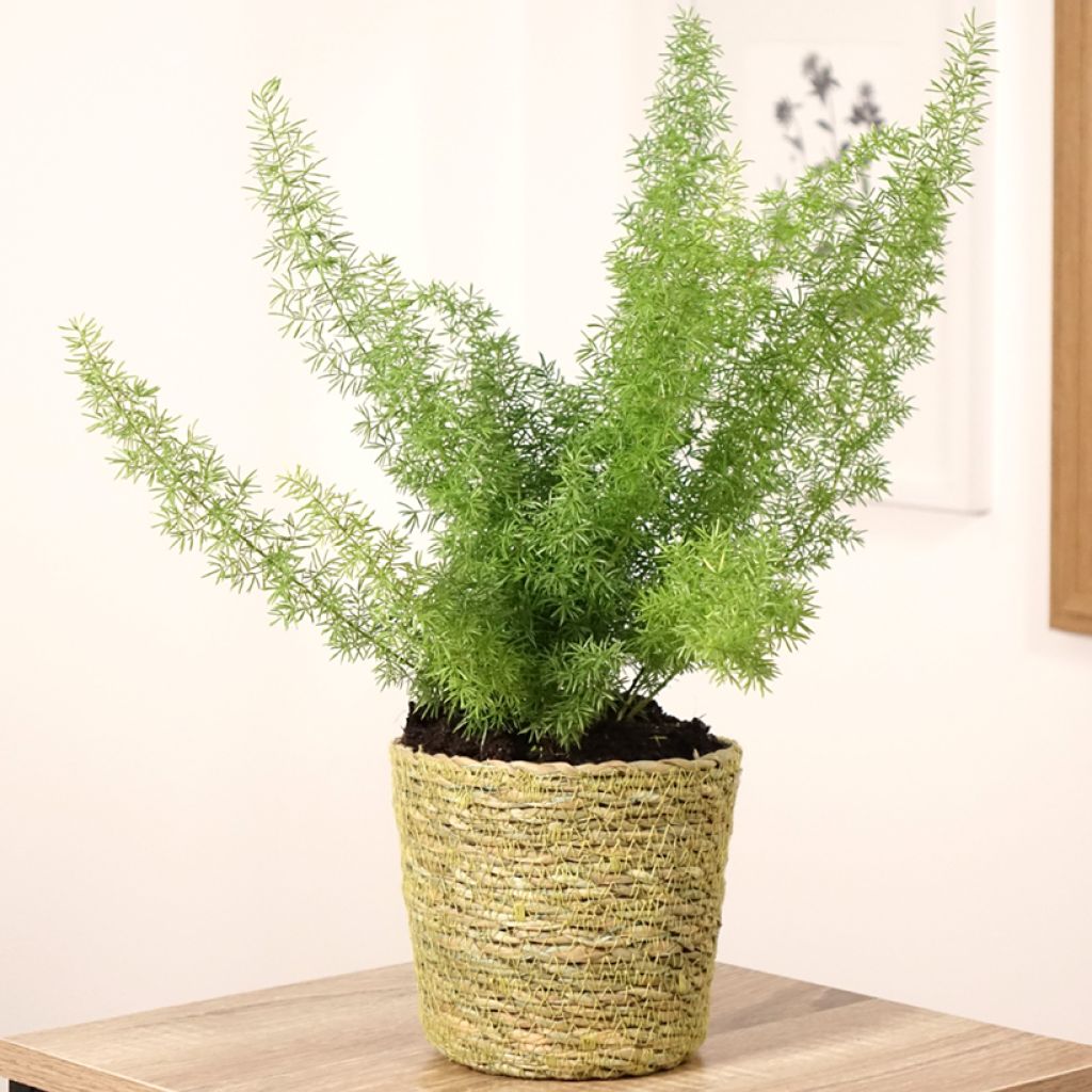 Asparagus densiflorus var. meyeri - Vossenstaartvaren