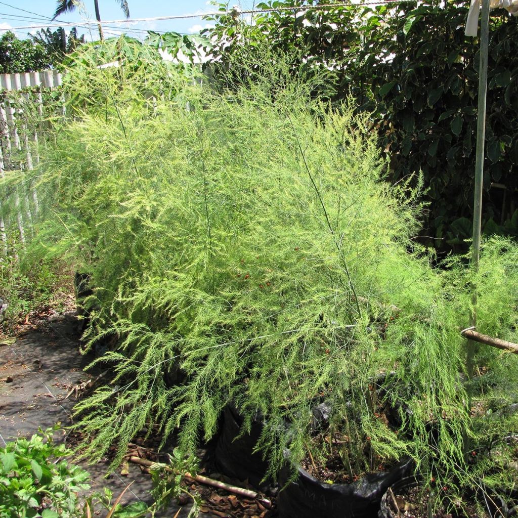 Groene asperge Rambo