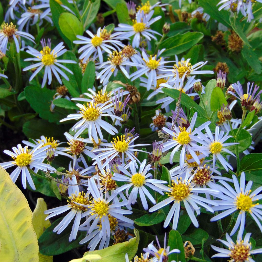 Aster ageratoides Adustus Nanus - Japanse dwergaster