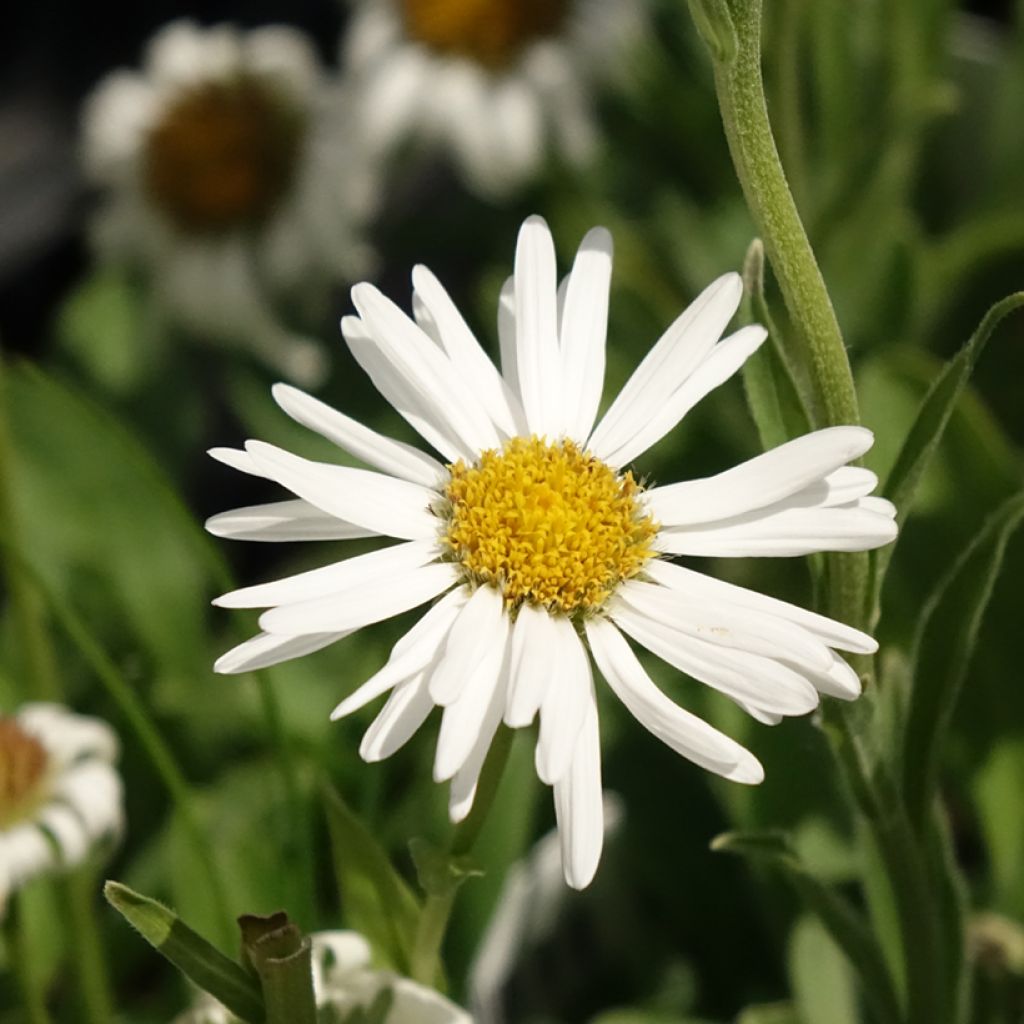 Aster alpinus Albus - Alpenaster