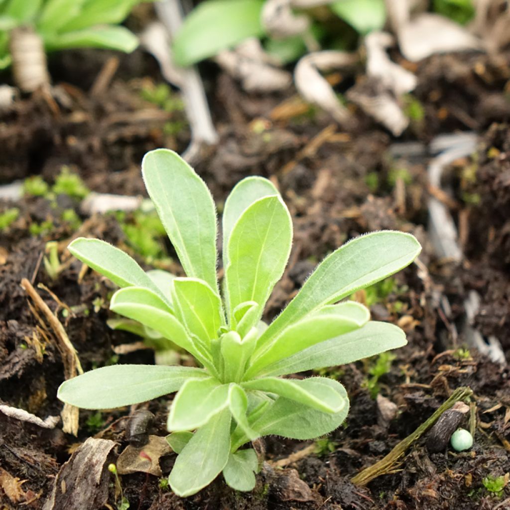 Aster alpinus Goliath - Alpenaster