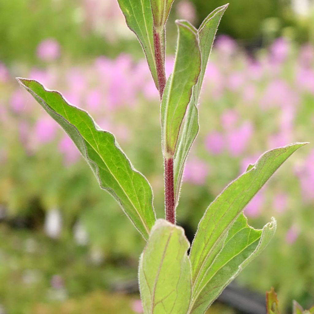 Aster amellus Blue King - Bergaster
