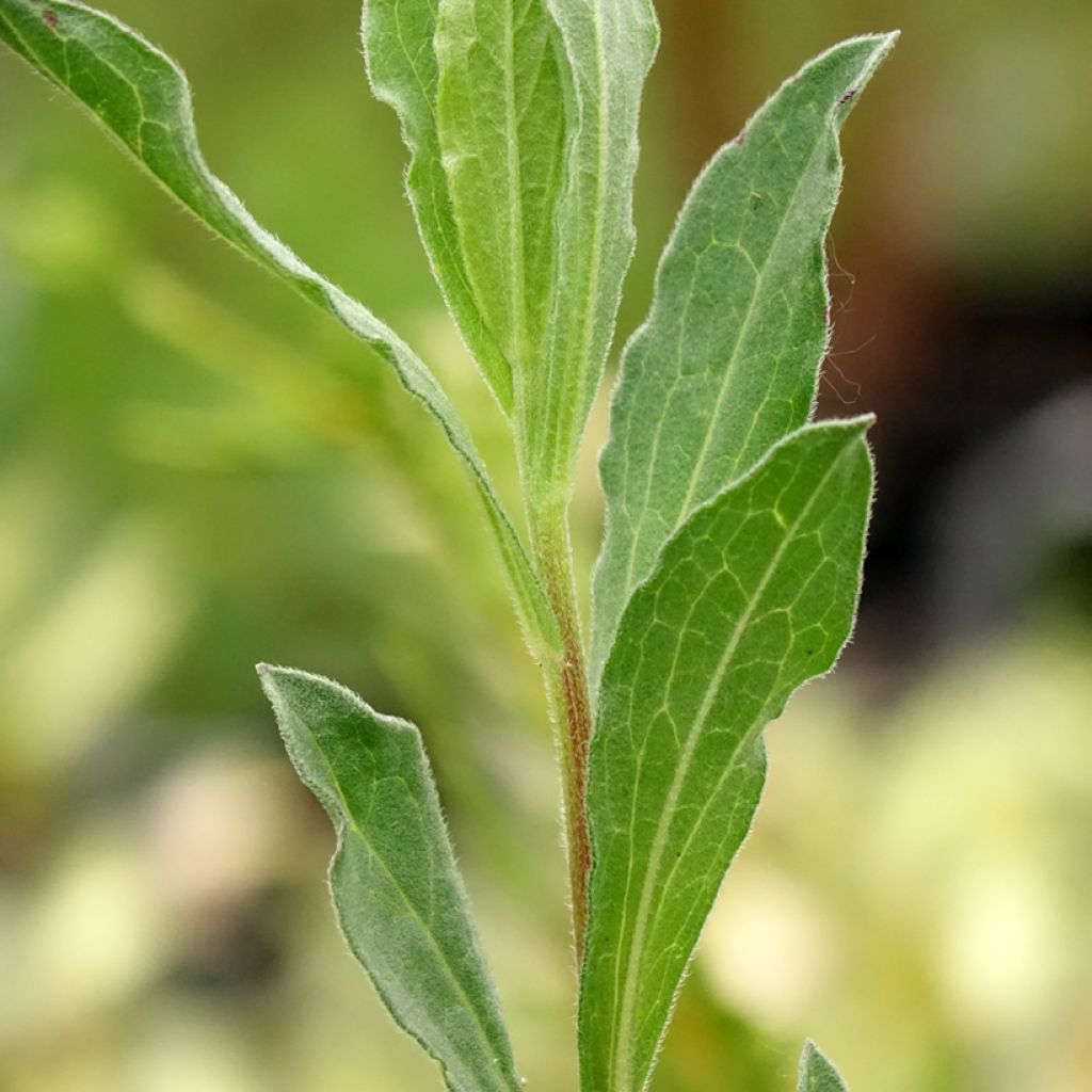 Aster amellus King George - Bergaster