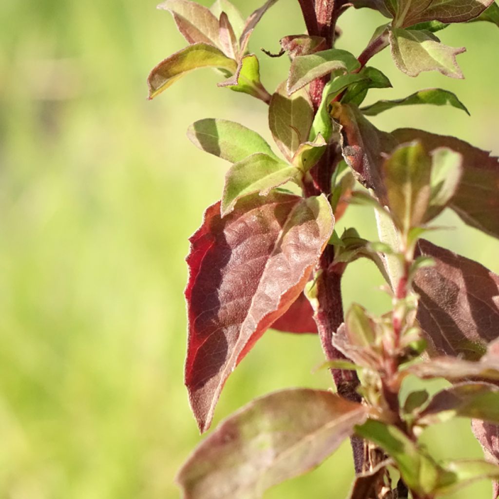 Aster ageratoides Eleven purple - Japanse dwergaster