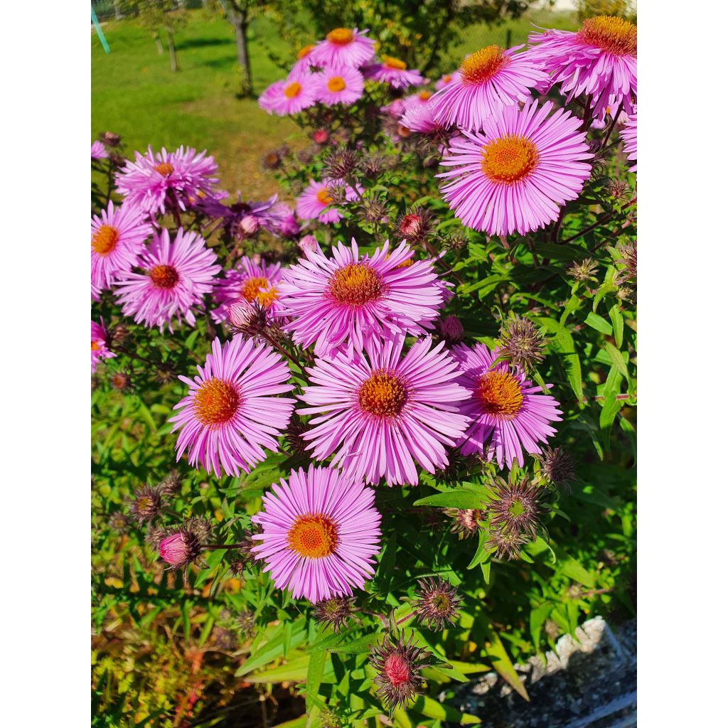 Aster novae-angliae Barrs Pink - Nieuw-Engelse aster
