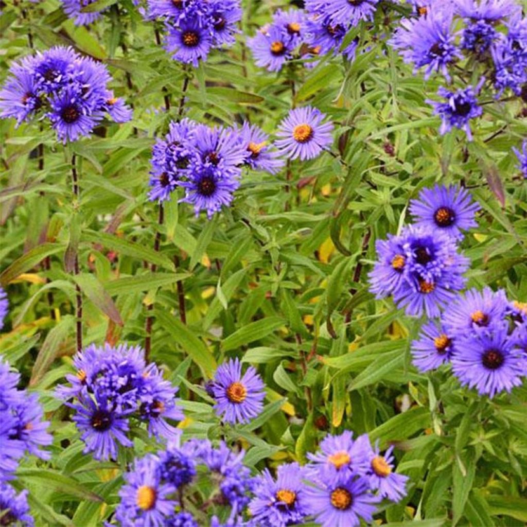 Aster novae-angliae Guido en Gezelle - Nieuw-Engelse aster