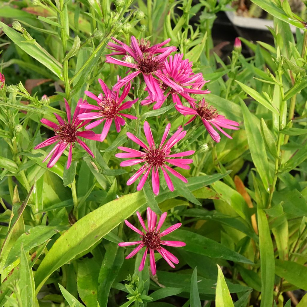 Aster novi-belgii Crimson Brocade - Nieuw-Nederlandse aster