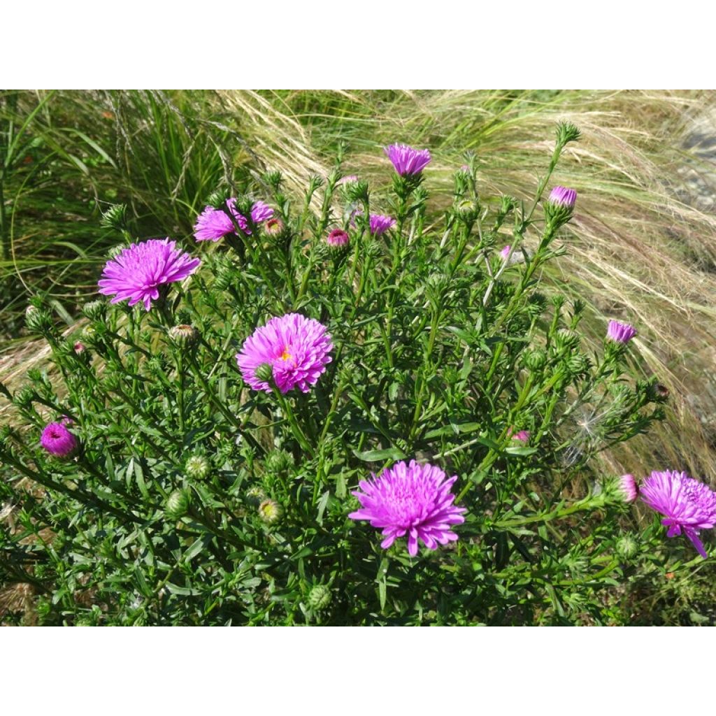 Aster novi-belgii Patricia Ballard - Nieuw-Nederlandse aster