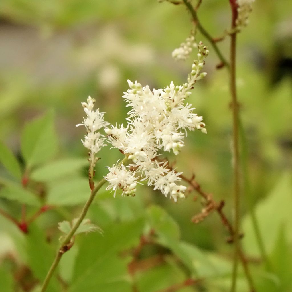 Astilbe arendsii Diamant - Pluimspirea