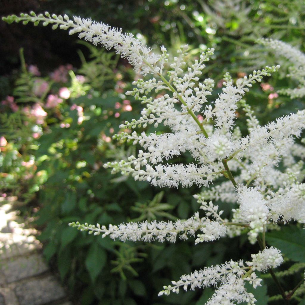 Astilbe Washington - Pluimspirea