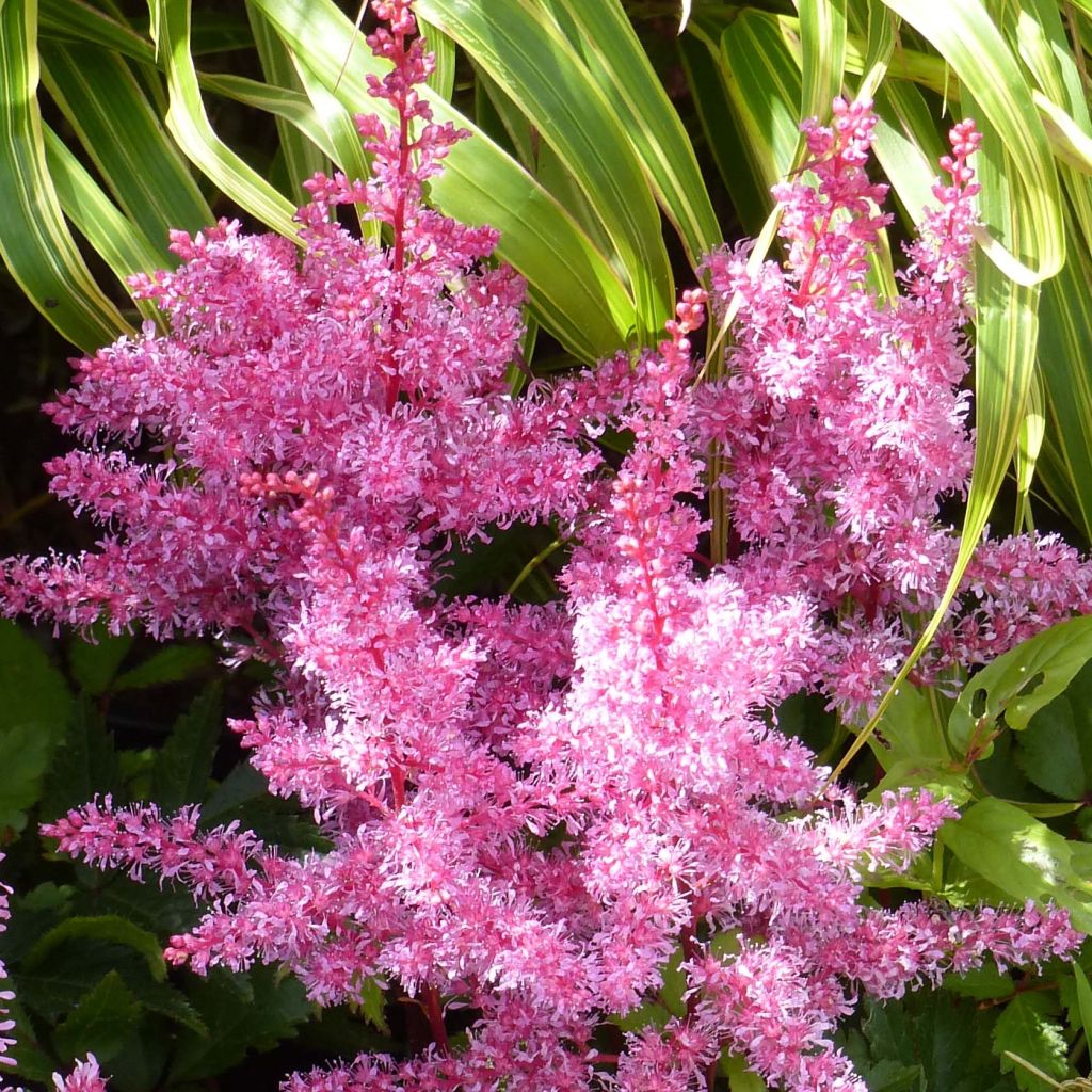 Astilbe Younique Red - Pluimspirea