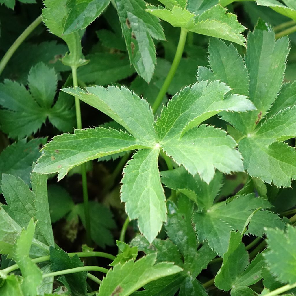 Astrantia major Florence - Zeeuws knoopje
