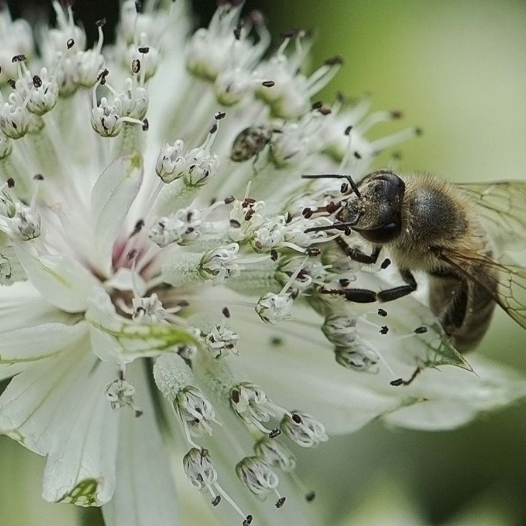Astrantia major - Zeeuws knoopje