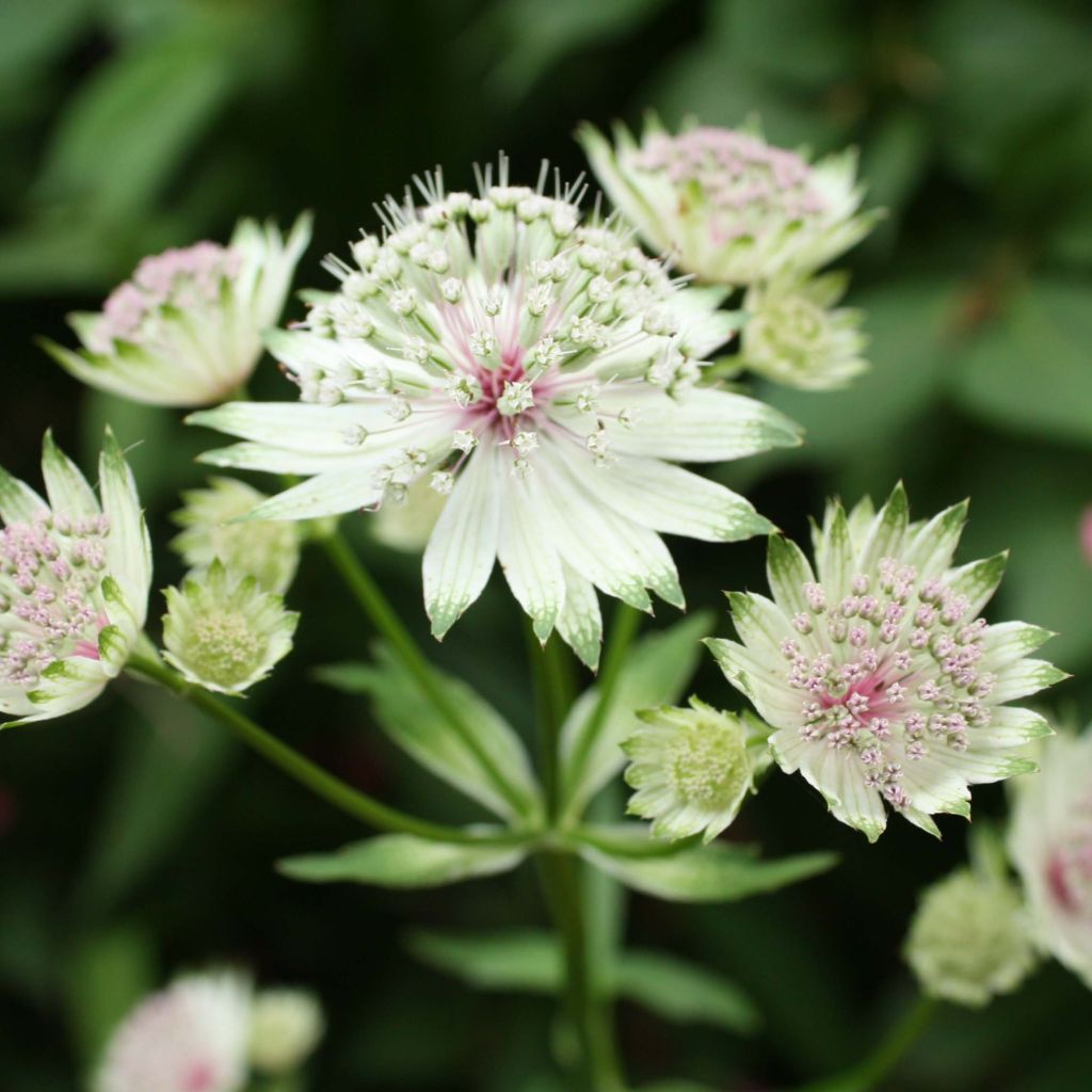Astrantia major - Zeeuws knoopje