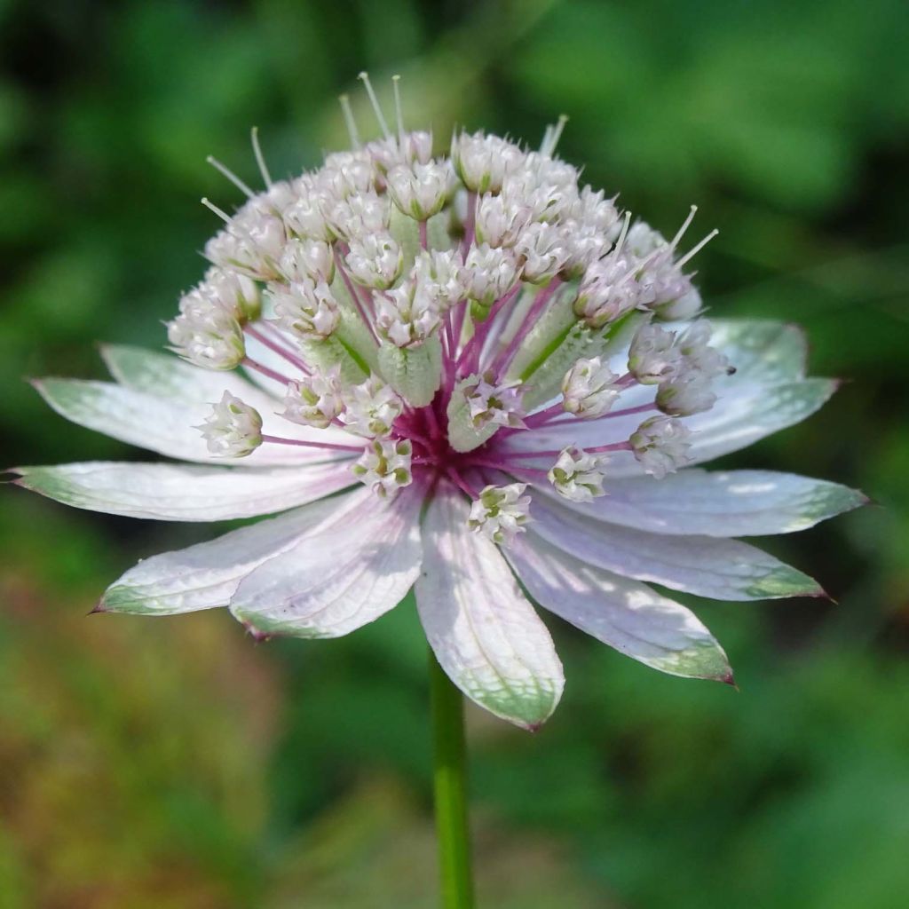 Astrantia major - Zeeuws knoopje