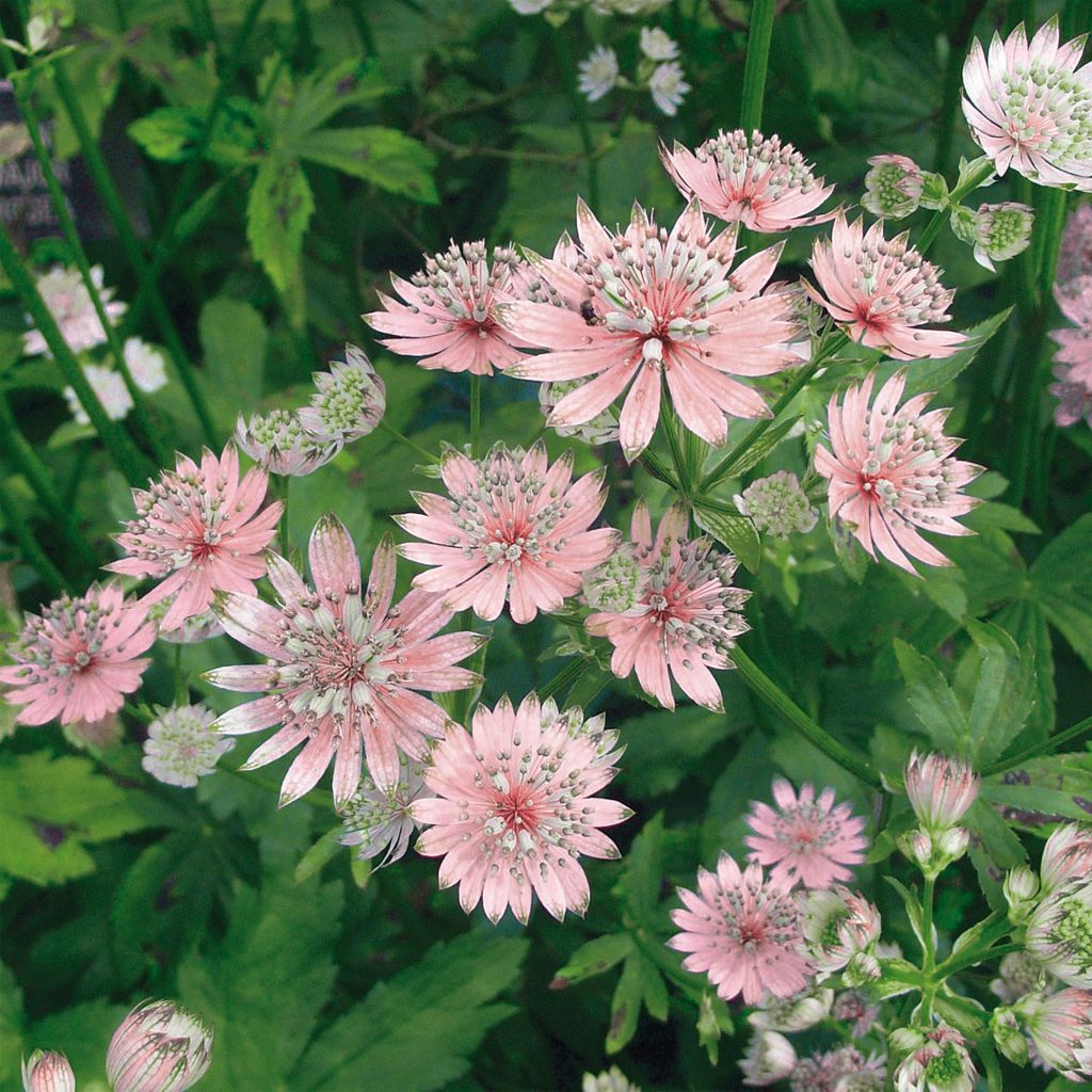 Astrantia major Rosea - Zeeuws knoopje