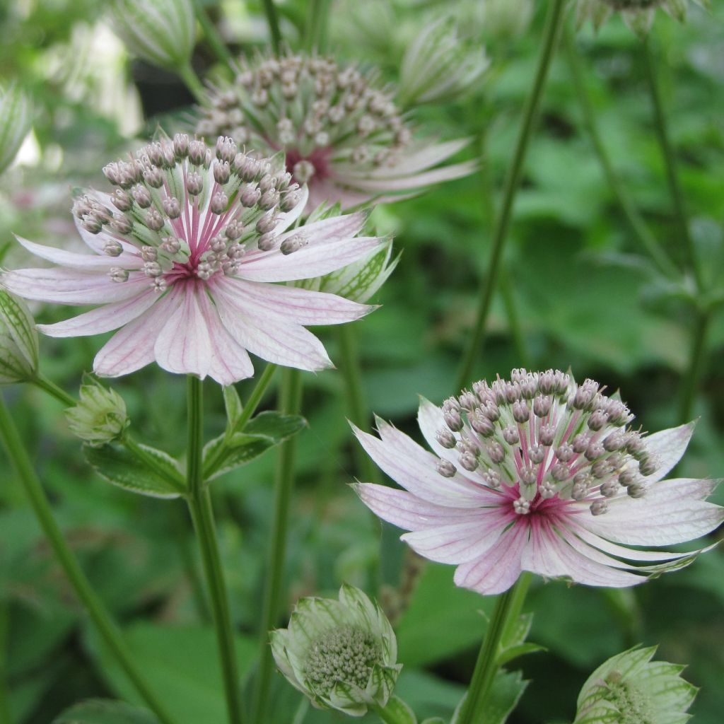 Astrantia major Rosea - Zeeuws knoopje