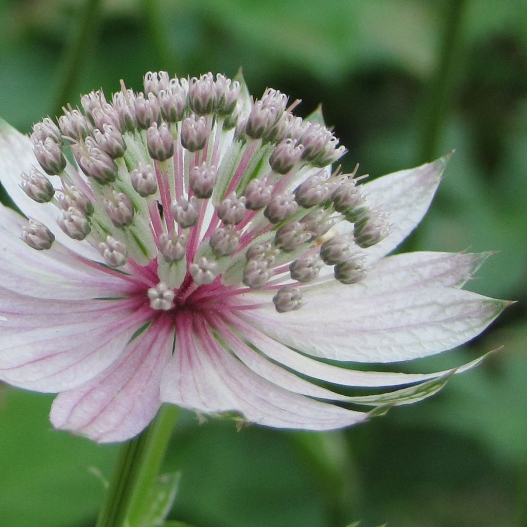 Astrantia major Rosea - Zeeuws knoopje