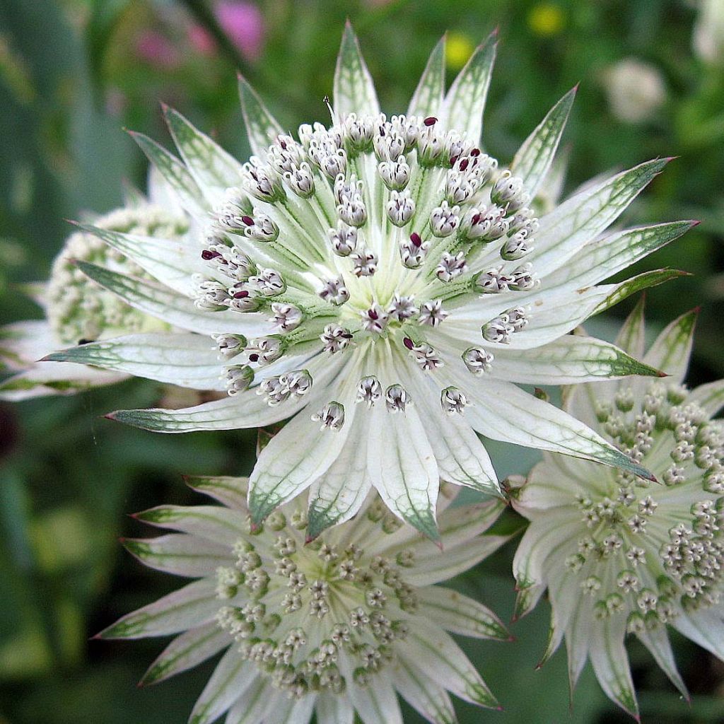Astrantia major Shaggy - Zeeuws knoopje