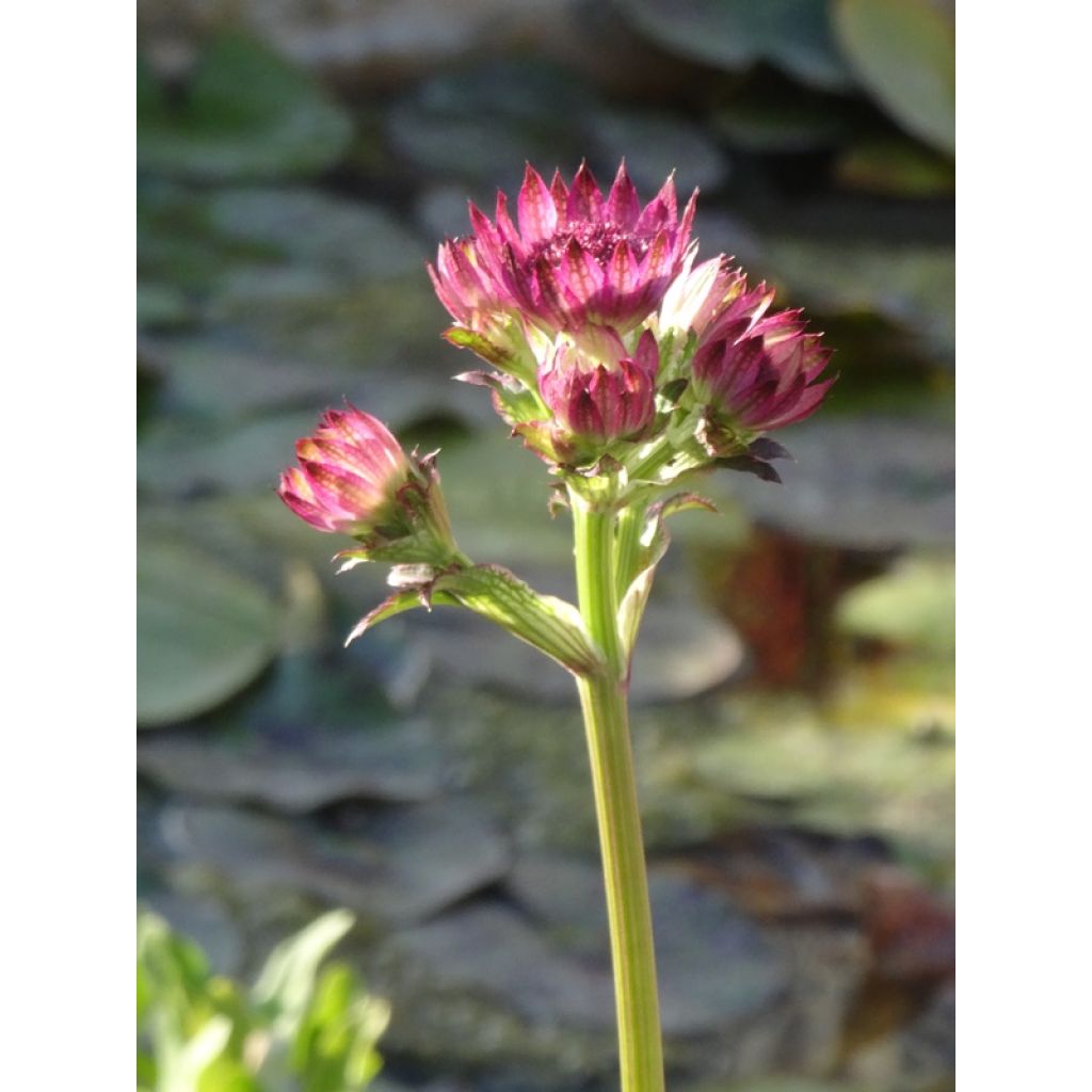 Astrantia major Roma - Zeeuws knoopje