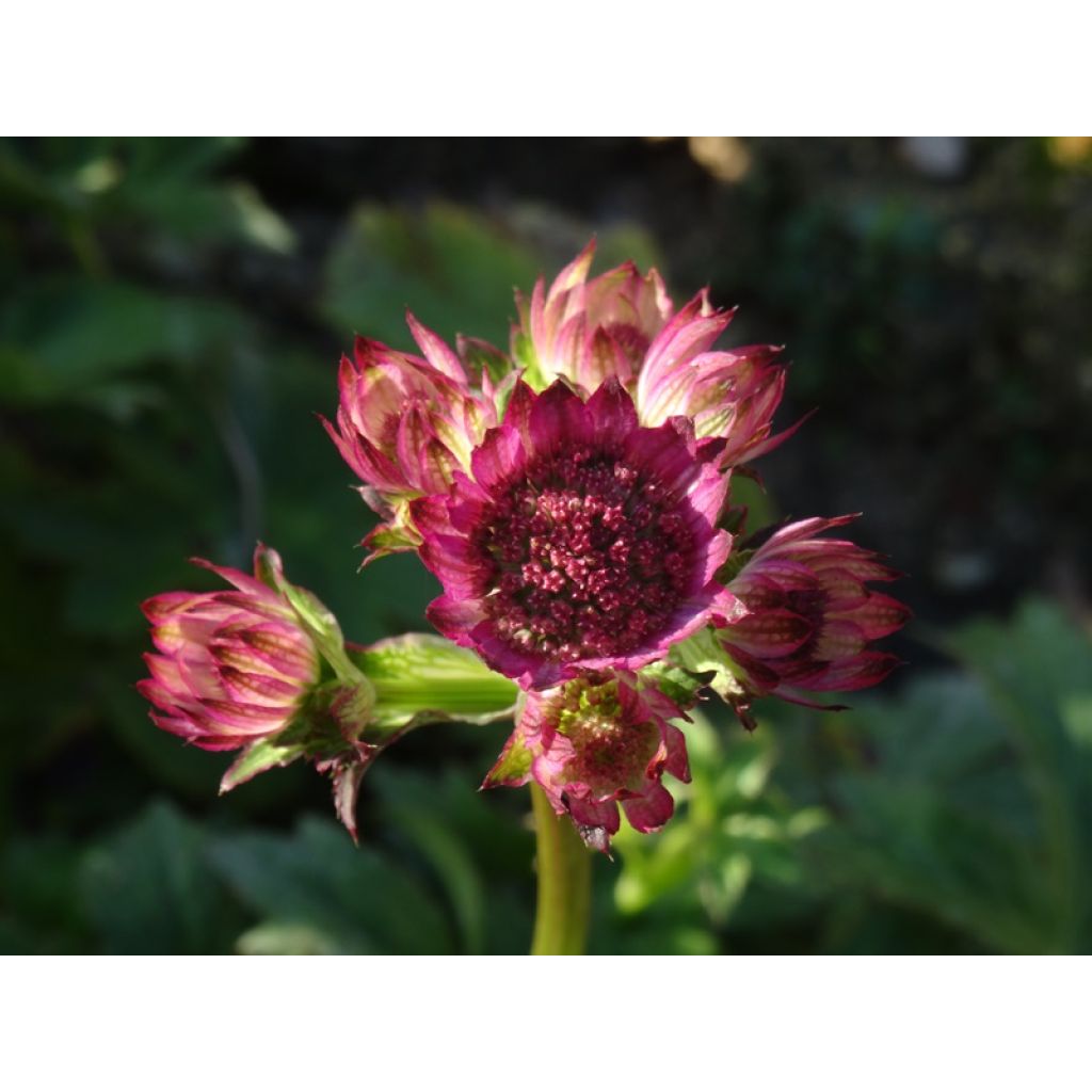 Astrantia major Roma - Zeeuws knoopje