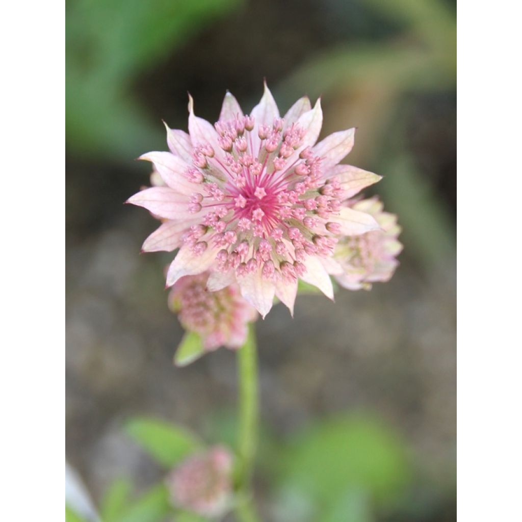 Astrantia major Rosea - Zeeuws knoopje