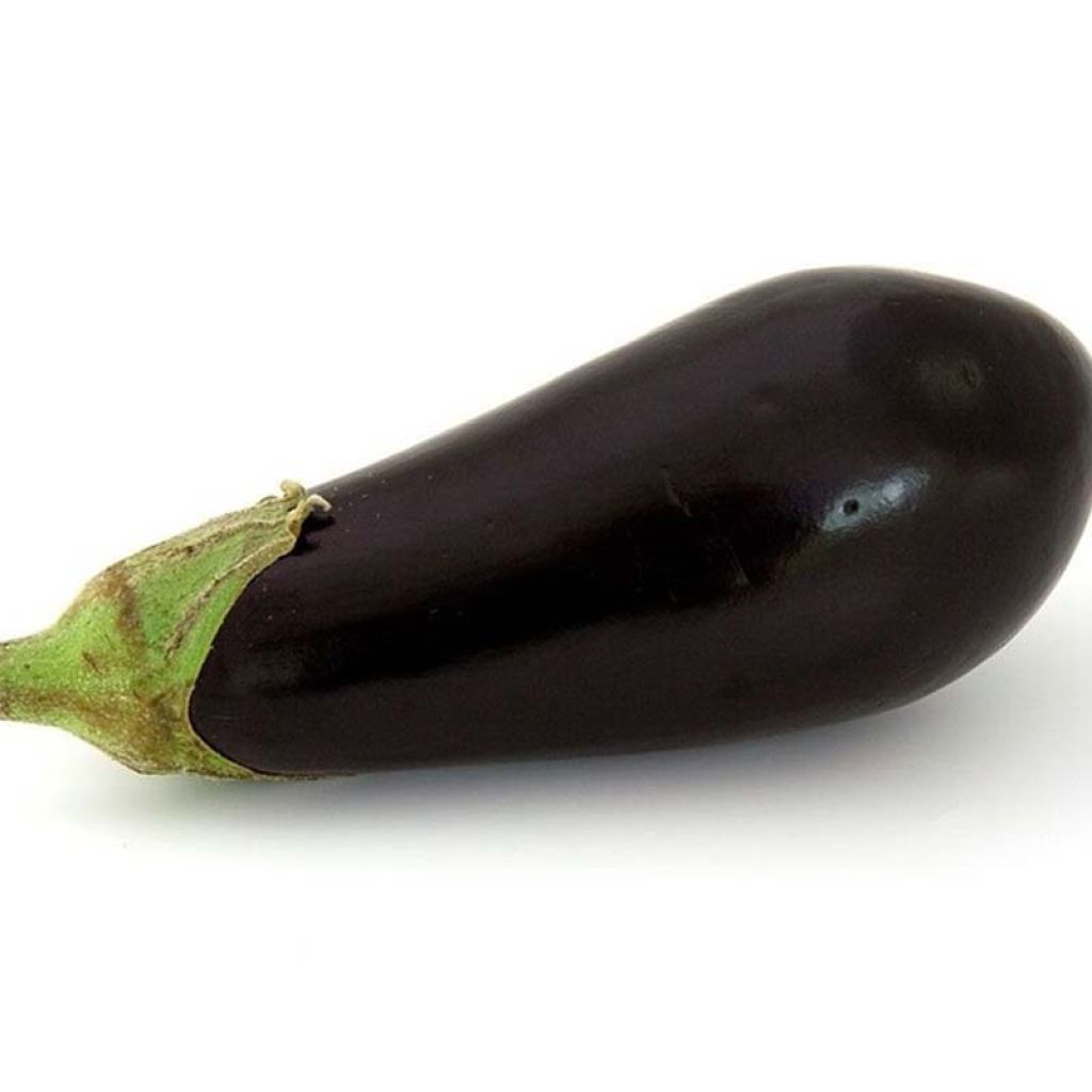 Aubergine Avan F1 (jonge planten)