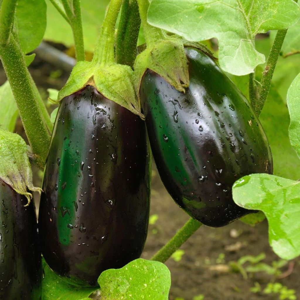 Aubergine Bonica F1 (jonge planten)