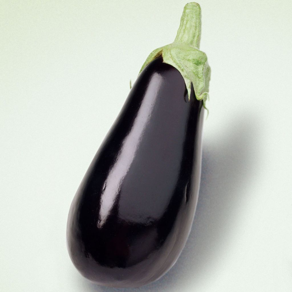 Aubergine Sultane (jonge planten in pot - geënt)