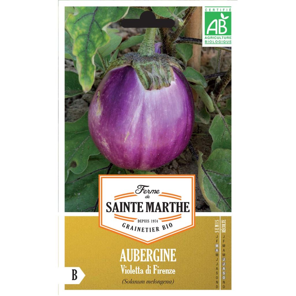 Aubergine Violetta Di Firenze BIO - Ferme de Sainte Marthe